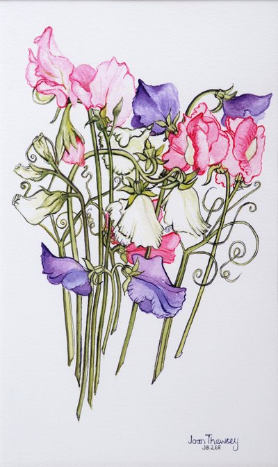 Ten Sweet Peas with Tendrils by Joan Thewsey